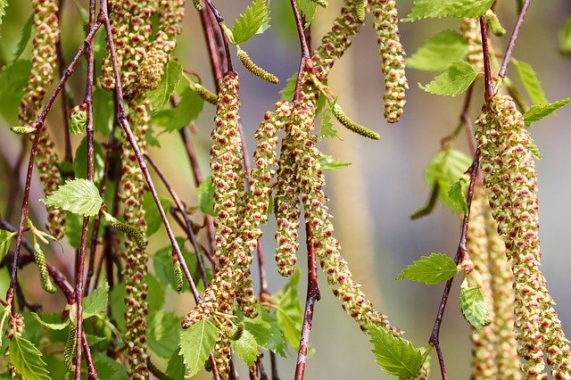 koivu allergia